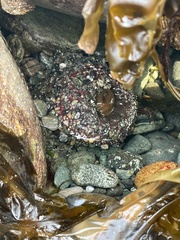 Urticina clandestina