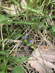 Glechoma hederacea