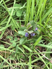 Glechoma hederacea