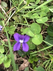 Viola sororia