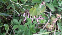 Fumaria bastardii