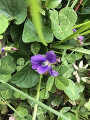 Viola sororia