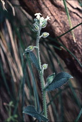 Myosotis australis