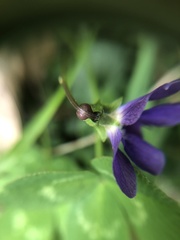 Viola sororia