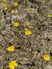 Pseudobahia heermannii