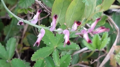 Fumaria bastardii