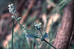 Myosotis australis