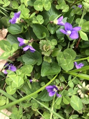 Viola sororia