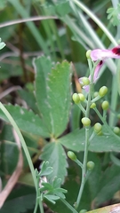 Fumaria bastardii