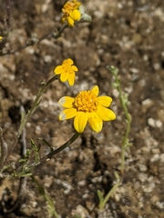 Pseudobahia heermannii