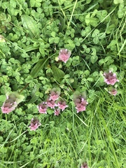 Lamium purpureum