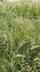 Poa trivialis trivialis