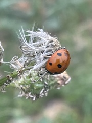 Coccinella septempunctata