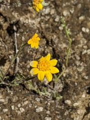 Pseudobahia heermannii