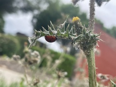 Coccinella septempunctata