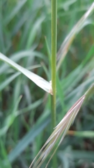 Poa trivialis trivialis