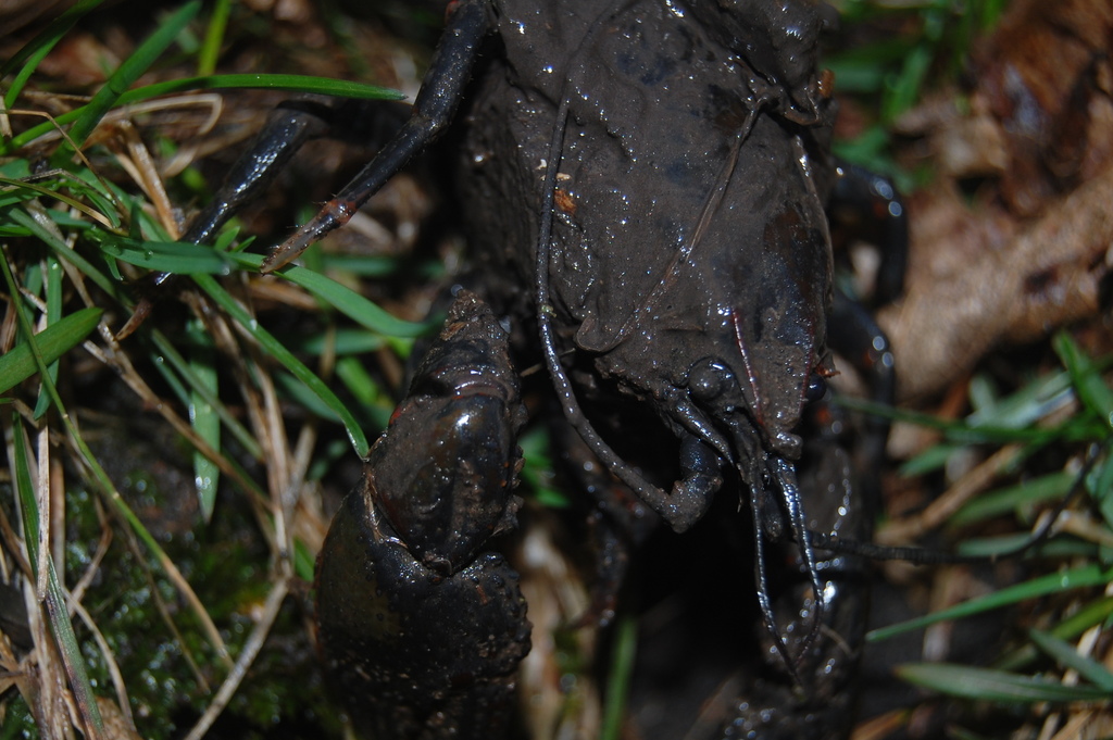 Prairie Crayfish in April 2022 by KS. Came out of the crayfish holes we ...