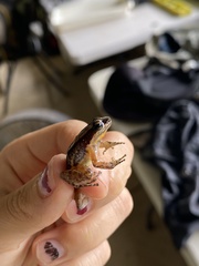 Mannophryne trinitatis