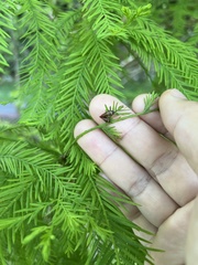 Eoscarta