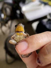 Mannophryne trinitatis