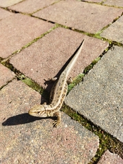 Lacerta agilis
