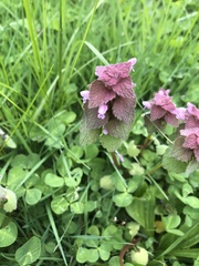 Lamium purpureum
