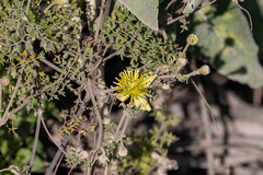 Clematis millefoliolata