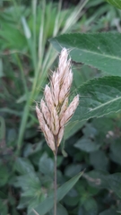 Bromus hordeaceus molliformis
