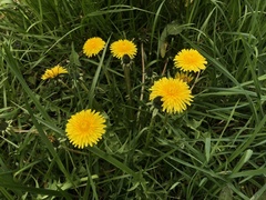 Taraxacum officinale