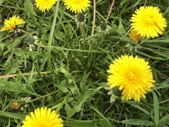 Taraxacum officinale