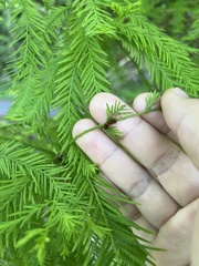 Eoscarta