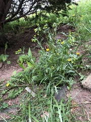 Senecio vulgaris