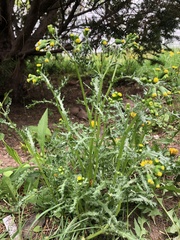 Senecio vulgaris