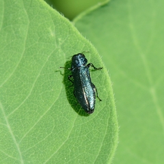 Agrilus cyanescens