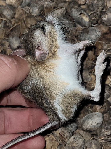 Heermann's Kangaroo Rat