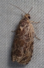 Olethreutes permundana