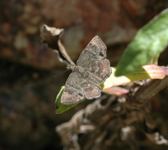 Systasea microsticta