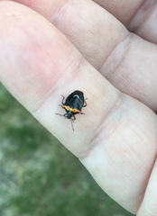 Cosmopepla conspicillaris