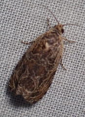 Olethreutes permundana