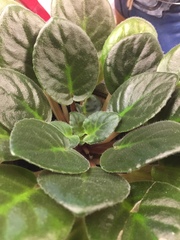 Streptocarpus ionanthus