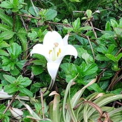 Lilium longiflorum scabrum