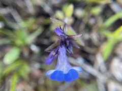 Collinsia grandiflora