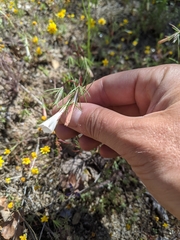 Linanthus dichotomus