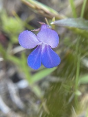 Collinsia grandiflora
