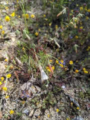 Linanthus dichotomus