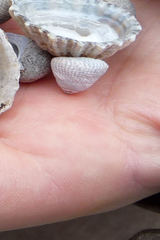 Steromphala cineraria