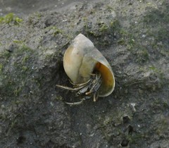 Clibanarius taeniatus