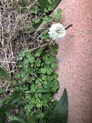 Trifolium repens