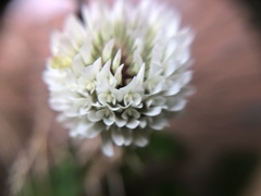 Trifolium repens