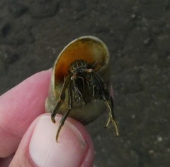 Clibanarius taeniatus